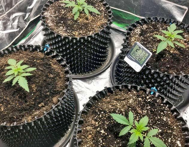 Вторая неделя грова конопли