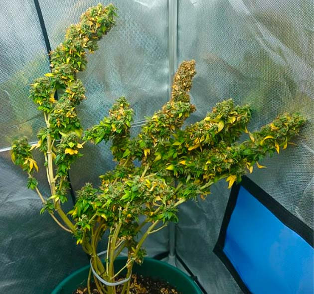 Тепловой стресс марихуаны