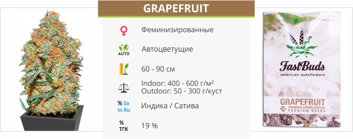 Grapefruit