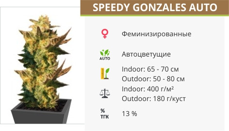 Speedy Gonzales Auto от Kannabia Seeds