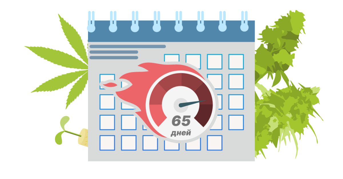 Быстрорастущие сорта конопли