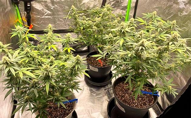 Активный рост Blueberry Muffin на шаге 7 питания GH Кусты Blueberry Muffin с удаленными листьями