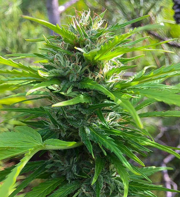 3 куст конопли