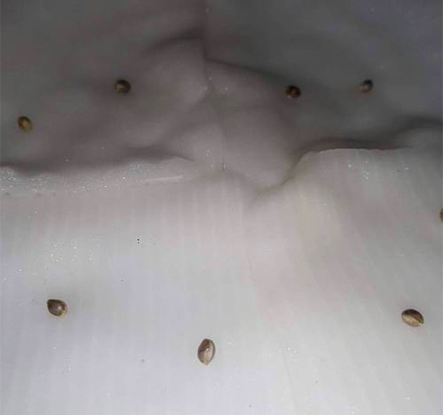 Семена в вате