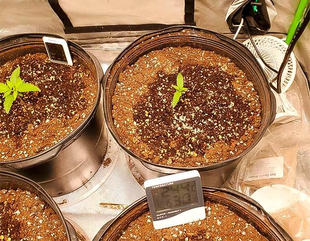 Ростки сорта Bruce Banner #3