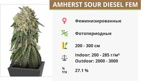 Amherst Sour Diesel fem от Humboldt Seeds