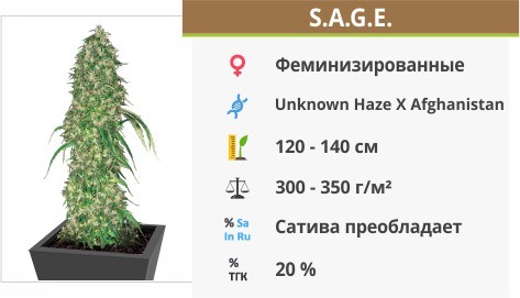 Сорт конопли S.A.G.E S.A.G.E