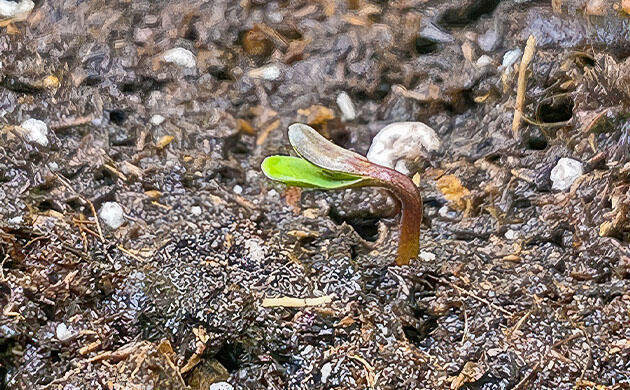 Росток сорта Apollo F1 Auto