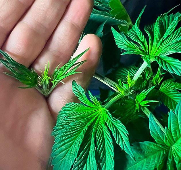 Конопля на 4 неделе роста