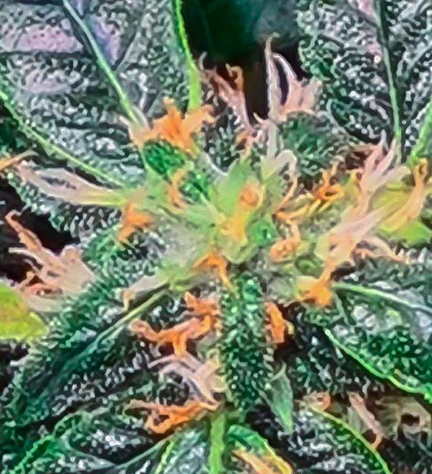 Марихуана на 11 неделе выращивания