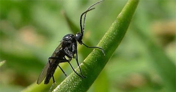 Грибной комарик