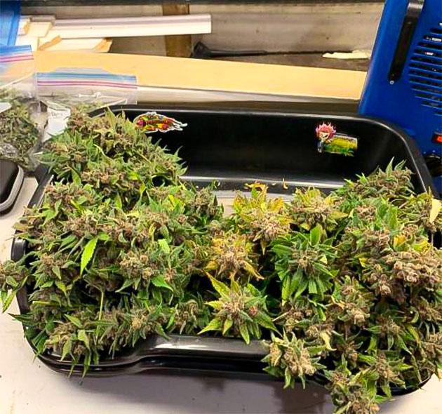 Собранный урожай сорта Purple Lemonade Auto