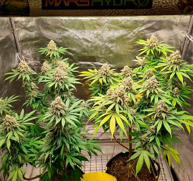 Окончание выращивания и подготовка к харвесту Кусты на 15 неделе выращивания