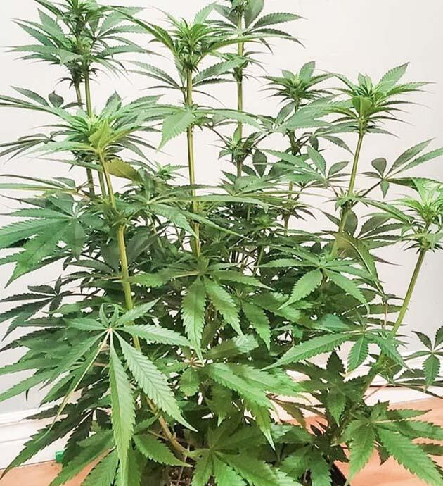 Куст Cafe Racer в начале цветения с появлением пестиков