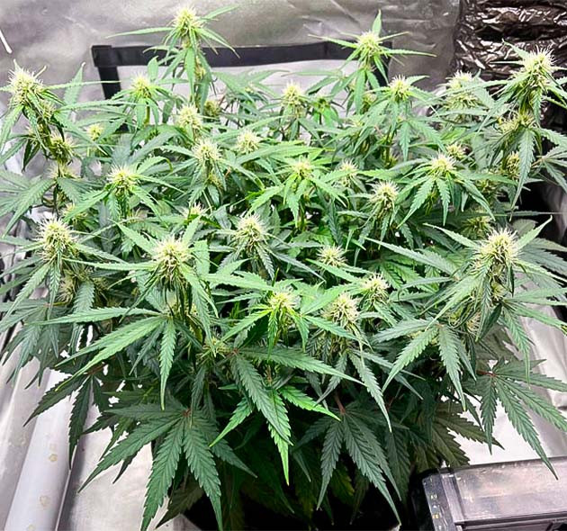 Полив марихуаны Ожоги на листьях конопли