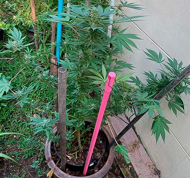 Развитие полиплоидного куста Golosa