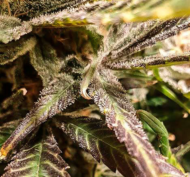 Подготавливаю марихуану к промывке Марихуана окрашивается в фиолетовый цвет