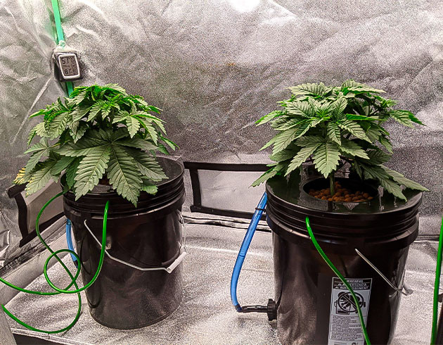 Решение проблем с pH и развитие корней в гидропонике Проблемы с pH на гидропонике