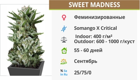 описание сорта Sweet Madness описание сорта Sweet Madness