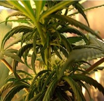 Стресс при неправильном уровне pH почвы Нарушение кислотно-щелочного баланса