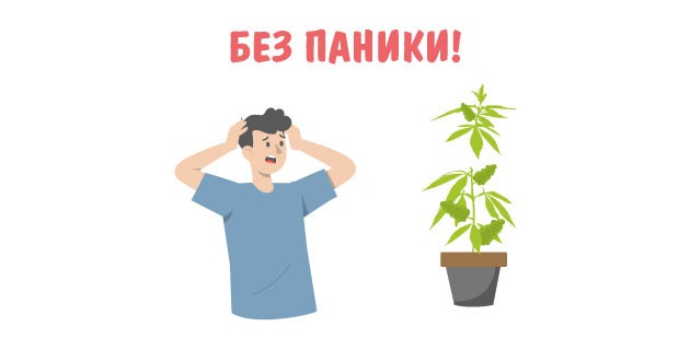 Оторванные стебли каннабиса Оторванные ветви куста марихуаны