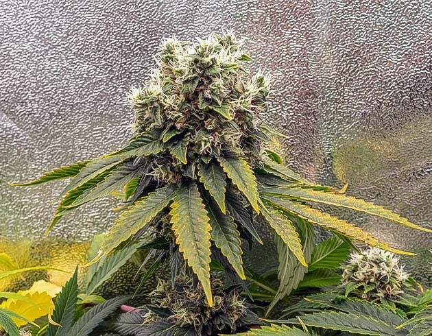 12 неделя Куст на 12 неделе выращивания