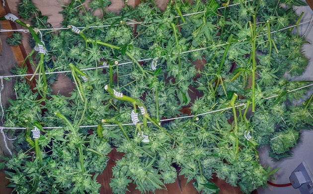 Конопля на сушке