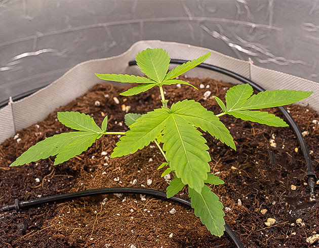 2 неделя выращивания и пересадка конопли Куст конопли в 10 литровом гроубэге