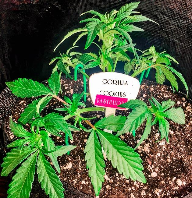 Куст конопли после LST‑тренировки