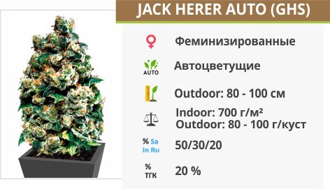Jack Herer
