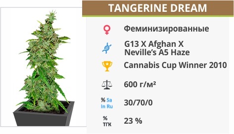 описание сорта Tangerine Dream