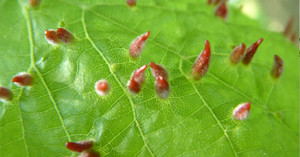 Последствия клещей