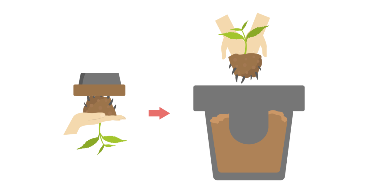 Правильная пикировка конопли Пересадка ростка
