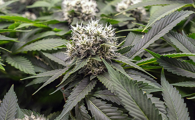 10 неделя выращивания Активный набор массы соцветий