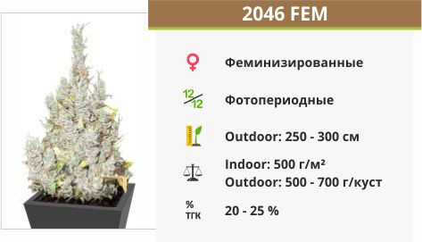 2046 fem от Medical Seeds