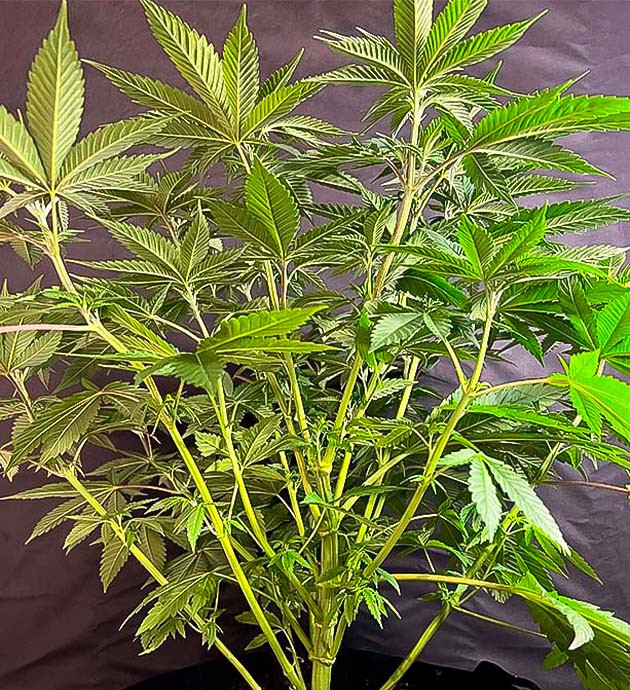 Конопля на 5 неделе роста