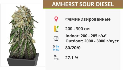 Amherst Sour Diesel