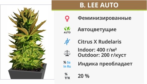 B. Lee Auto