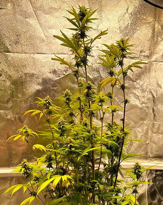 13 неделя роста сорта Roze Runtz