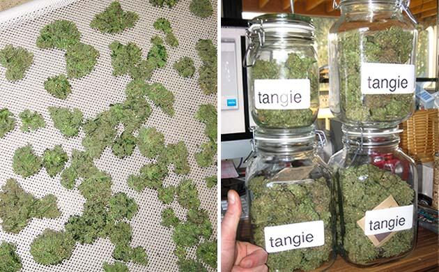 Созревшие шишки сорта конопли Tangie’matic Auto