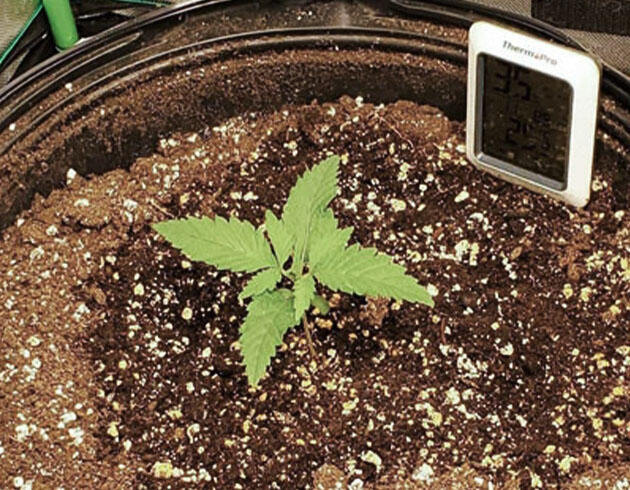 Росток сорта Cafe Racer