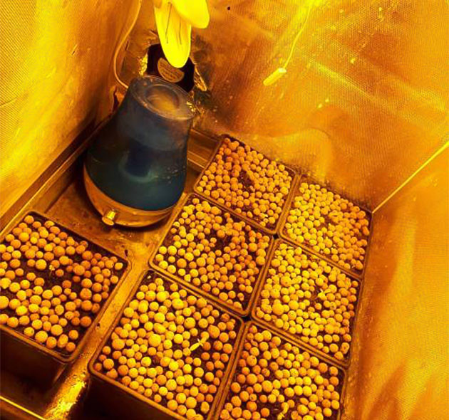 7 ростков конопли