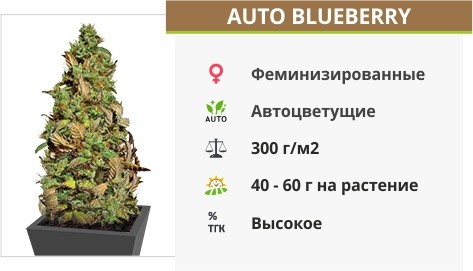 Auto Blueberry
