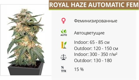 Royal Haze fem от Dinafem Seeds