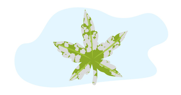 Мучнистая роса на листе