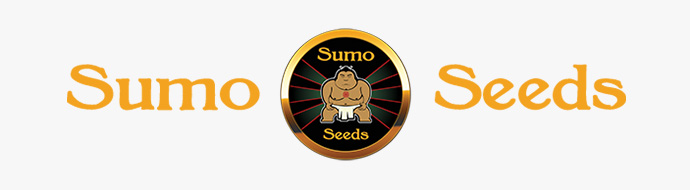 Sumo Seeds в Шишкине