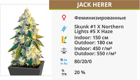 описание сорта Jack Herer Jack Herer