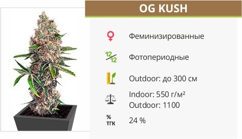 OG Kush fem от Dinafem Seeds