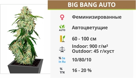описание сорта Big Bang Auto