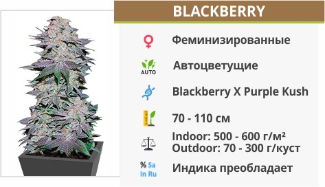 описание сорта Blackberry